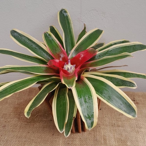 Bromélia Carolina Com Cachepot De Madeira