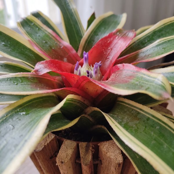Bromélia Carolina Com Cachepot De Madeira