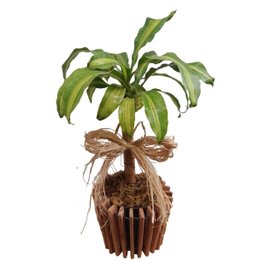 Imagem de Dracena Para Presente Com Cachepot De Madeira