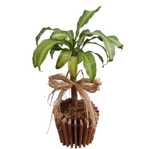 Dracena Para Presente Com Cachepot De Madeira