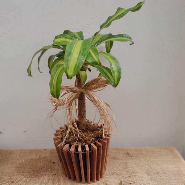 Dracena Para Presente Com Cachepot De Madeira