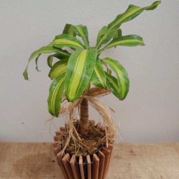 Dracena Para Presente Com Cachepot De Madeira