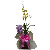 Arranjo Orquídeas Chuva de Ouro +Phalaenopsis no vidro