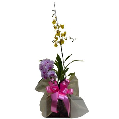 Arranjo Orquídeas Chuva de Ouro +Phalaenopsis no vidro