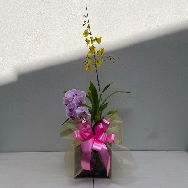 Arranjo Orquídeas Chuva de Ouro +Phalaenopsis no vidro