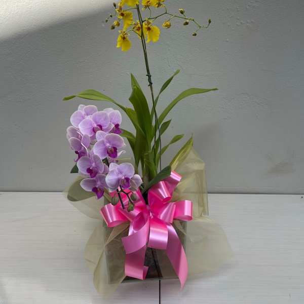 Arranjo Orquídeas Chuva de Ouro +Phalaenopsis no vidro
