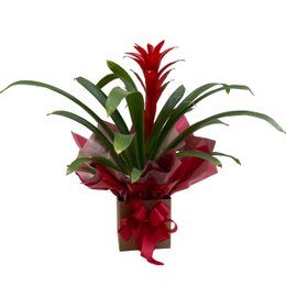 Imagem de Bromélia Guzmania para Presente Linda Vermelha