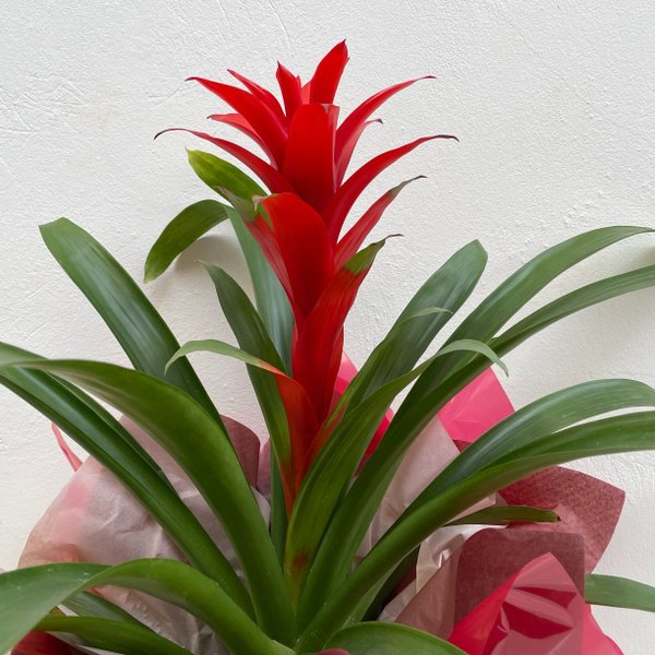 Bromélia Guzmania para Presente Linda Vermelha