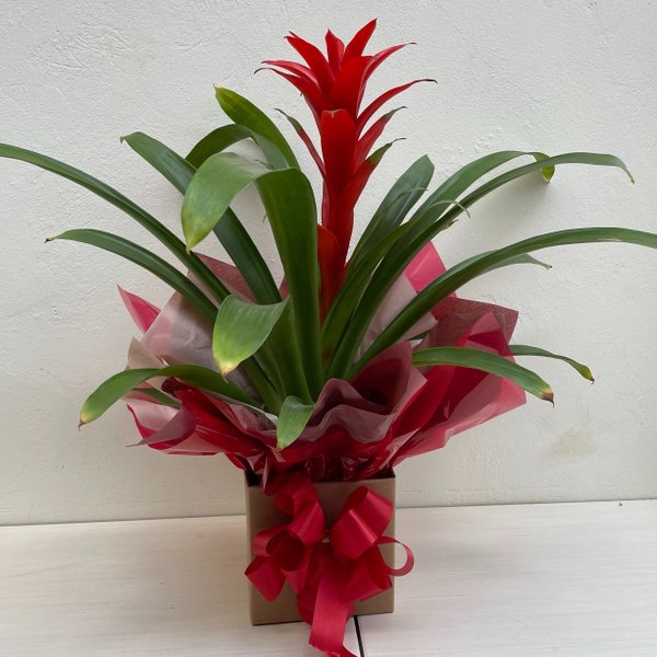 Bromélia Guzmania para Presente Linda Vermelha