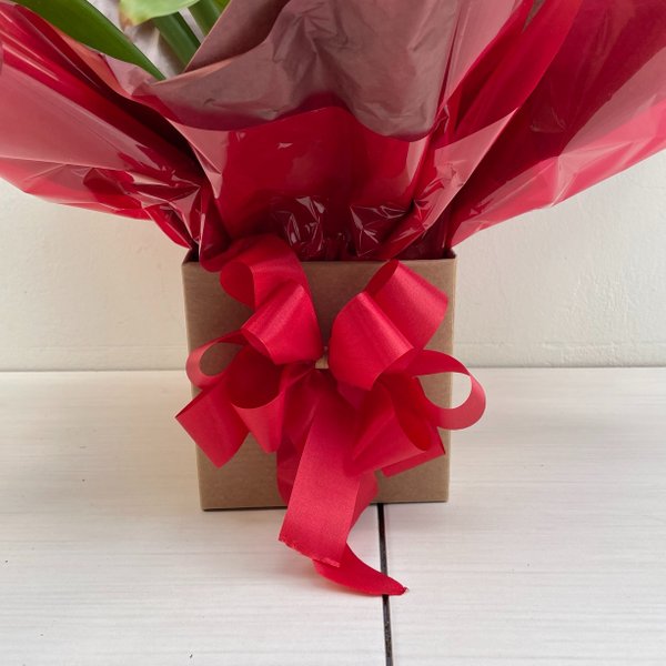 Bromélia Guzmania para Presente Linda Vermelha