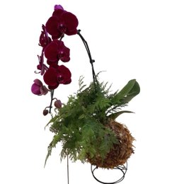 Imagem de Kokedama Duo Orquídea Phalaenopsis Bordo Renda