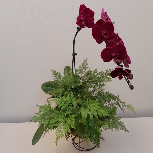 Kokedama Duo Orquídea Phalaenopsis Bordo Renda