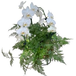 Imagem de Kokedama duo Orquídea Phalaenopsis com Renda Francesa