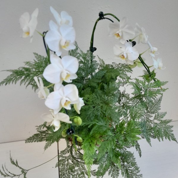 Kokedama duo Orquídea Phalaenopsis com Renda Francesa