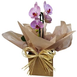 Imagem de Arranjo de Orquídea Phalaenopsis 