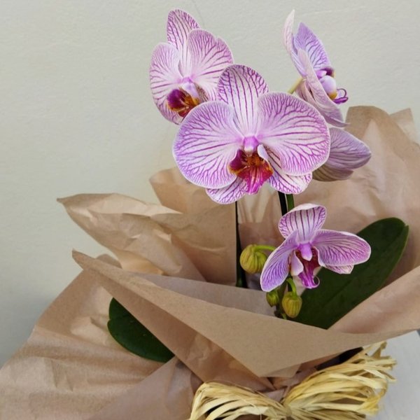 Arranjo de Orquídea Phalaenopsis Cores Diversas Kraft