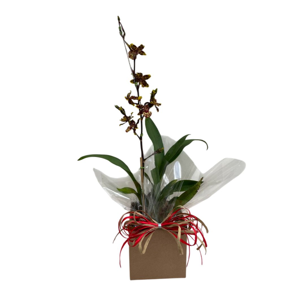 Arranjo de Orquídea Colmanara 