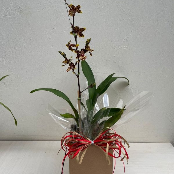 Arranjo de Orquídea Colmanara 