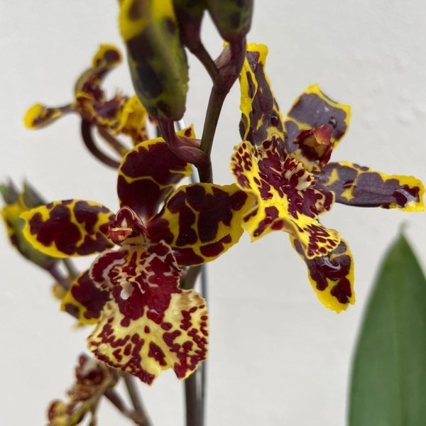 Arranjo de Orquídea Colmanara 