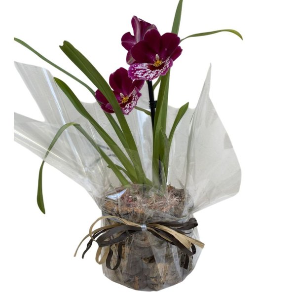 Arranjo de Orquídea Miltassia