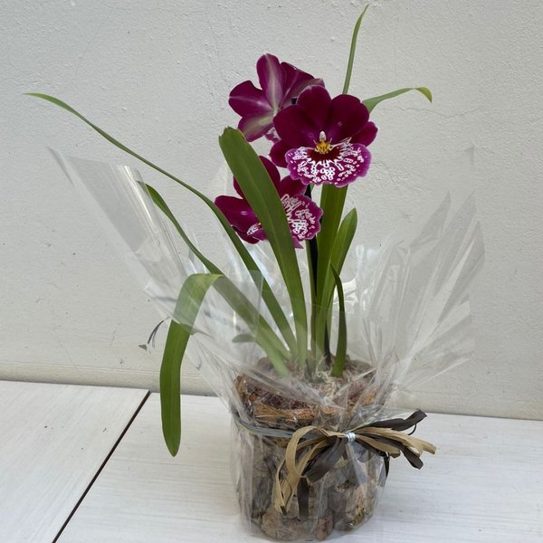 Arranjo de Orquídea Miltassia