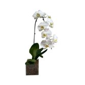 Vaso de vidro Orquidea cores diversas