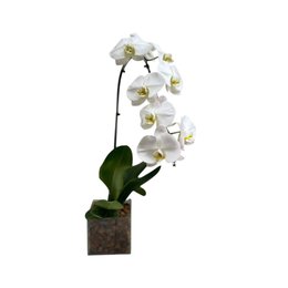 Imagem de Vaso de vidro Orquidea Branca