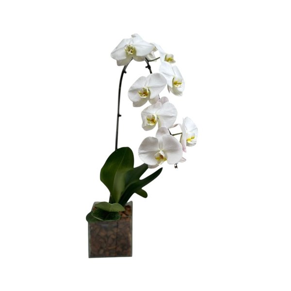 Vaso de vidro Orquidea Branca