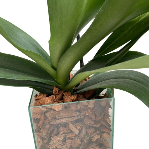 Vaso de vidro Orquidea Branca