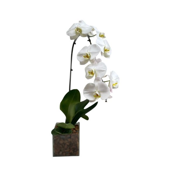 Vaso de vidro Orquidea Branca
