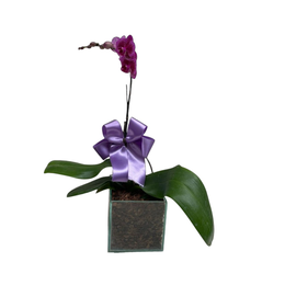 Imagem de Vaso de Vidro Orquidea