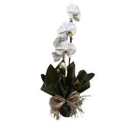 Imagem de Arranjo Orquidea Borboleta