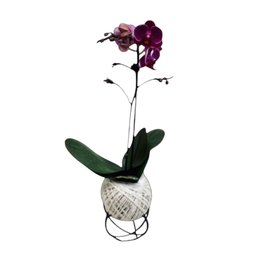 Imagem de Mini Orquidea no arranjo de Kokedama