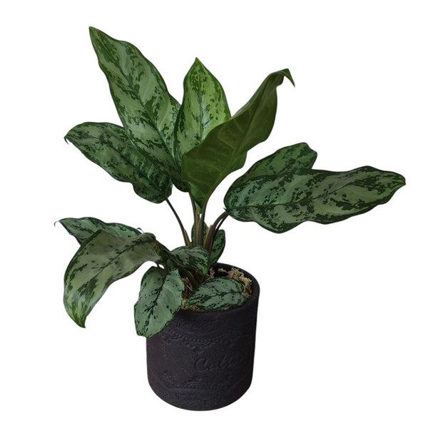 Asplenium Nidus em Vaso de Cerâmica