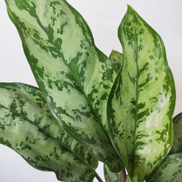 Asplenium Nidus em Vaso de Cerâmica