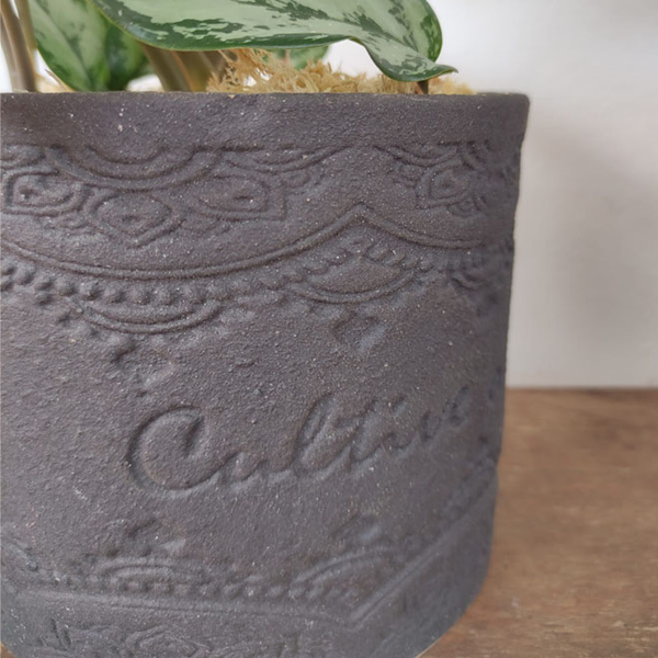 Asplenium Nidus em Vaso de Cerâmica