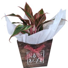 Imagem de Cachepot Aglaonema Red