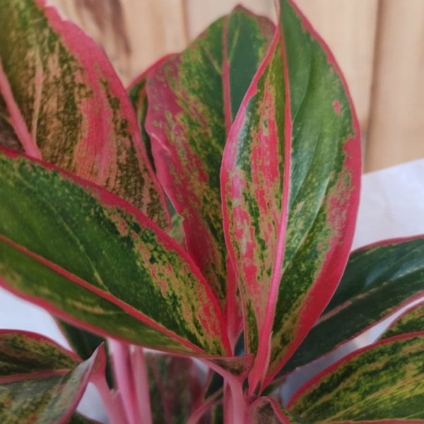 Cachepot Aglaonema Red