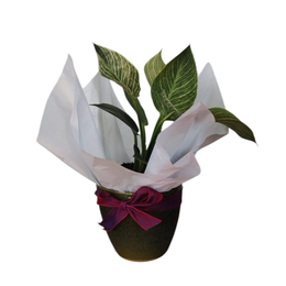 Imagem de Vaso (Cachepot) holandês TS com Philodendro