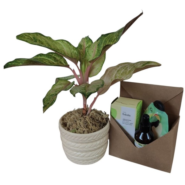 Kit Aglaonema + Box Relax