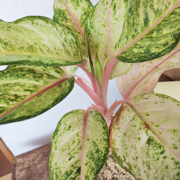 Kit Aglaonema + Box Relax
