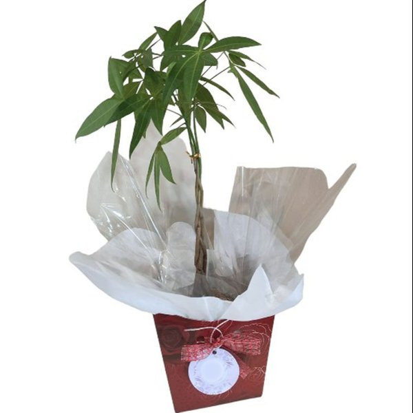 Kokedama Pachira Aquática (Árvore da Prosperidade)