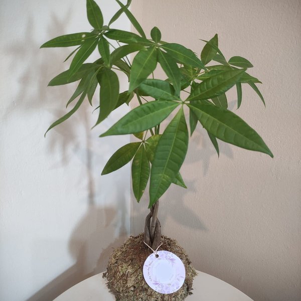 Kokedama Pachira Aquática (Árvore da Prosperidade)