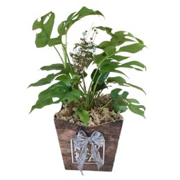 Imagem de Cachepot Philodendro Mínima