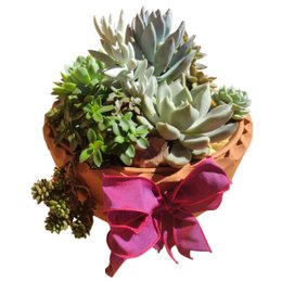 Imagem de Bacia de Suculentas M