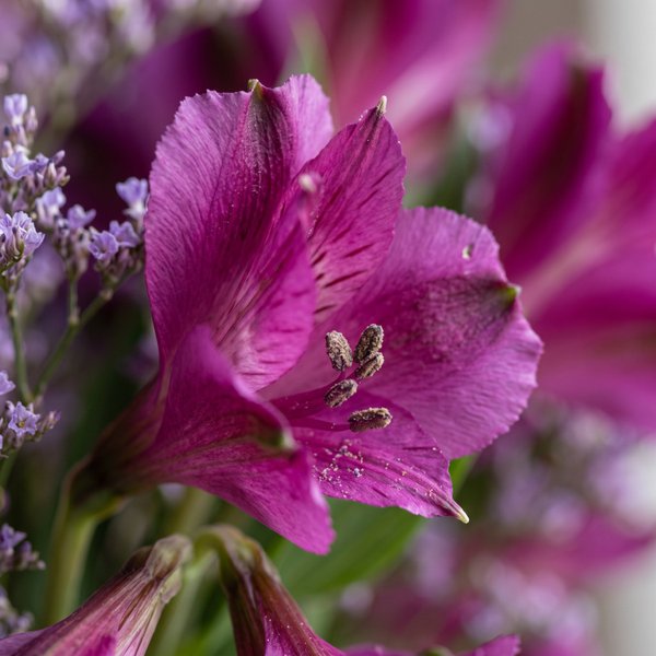 Flores na Garrafinha 