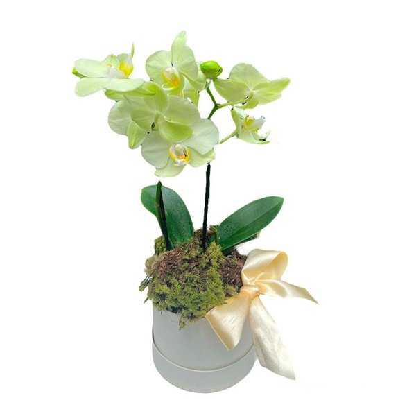Box de Orquídea