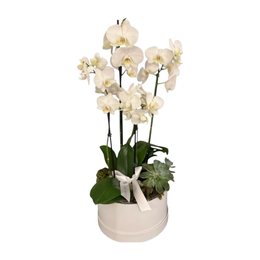 Imagem de Box de Orquideas