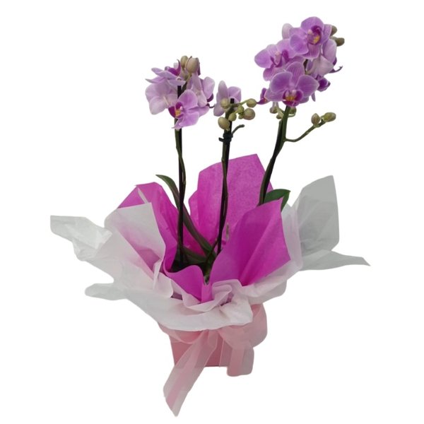 Orquidea Médias Premium no Cachepo 2 Hastes