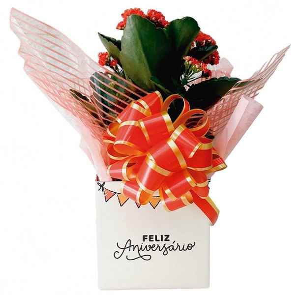 kalanchoes vermelhos em cachepo feliz aniversario